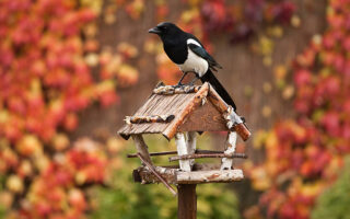 Futterhäuser für Vögel