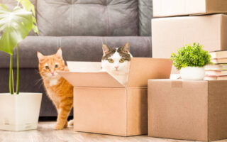 Umziehen ins neue Haus